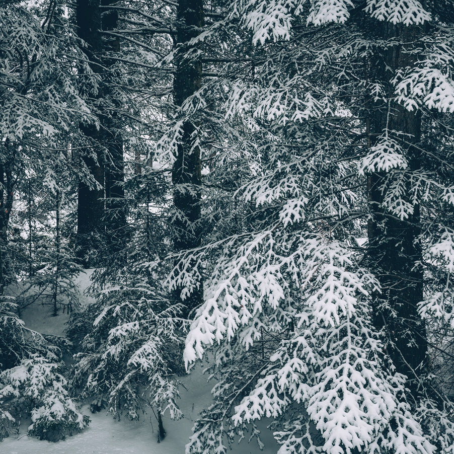 Alberi Innevati