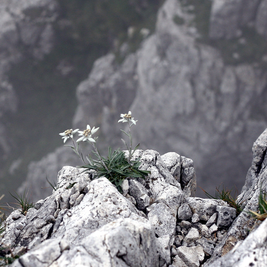 Stella Alpina