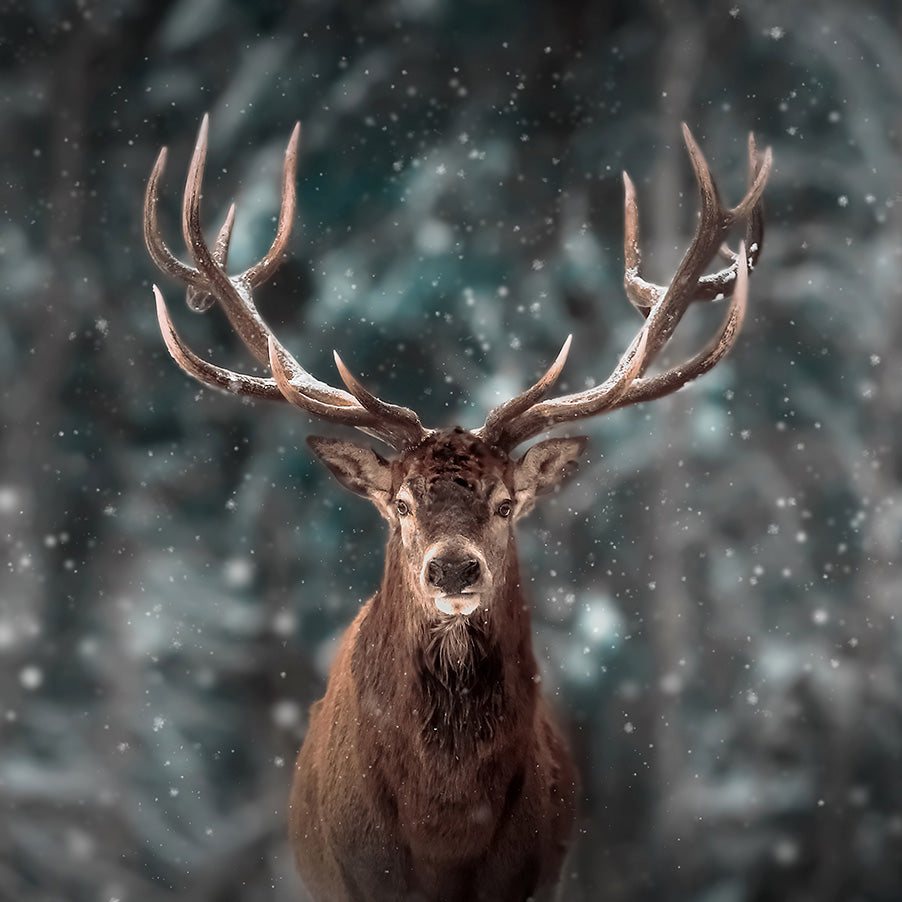 Nobile Inverno