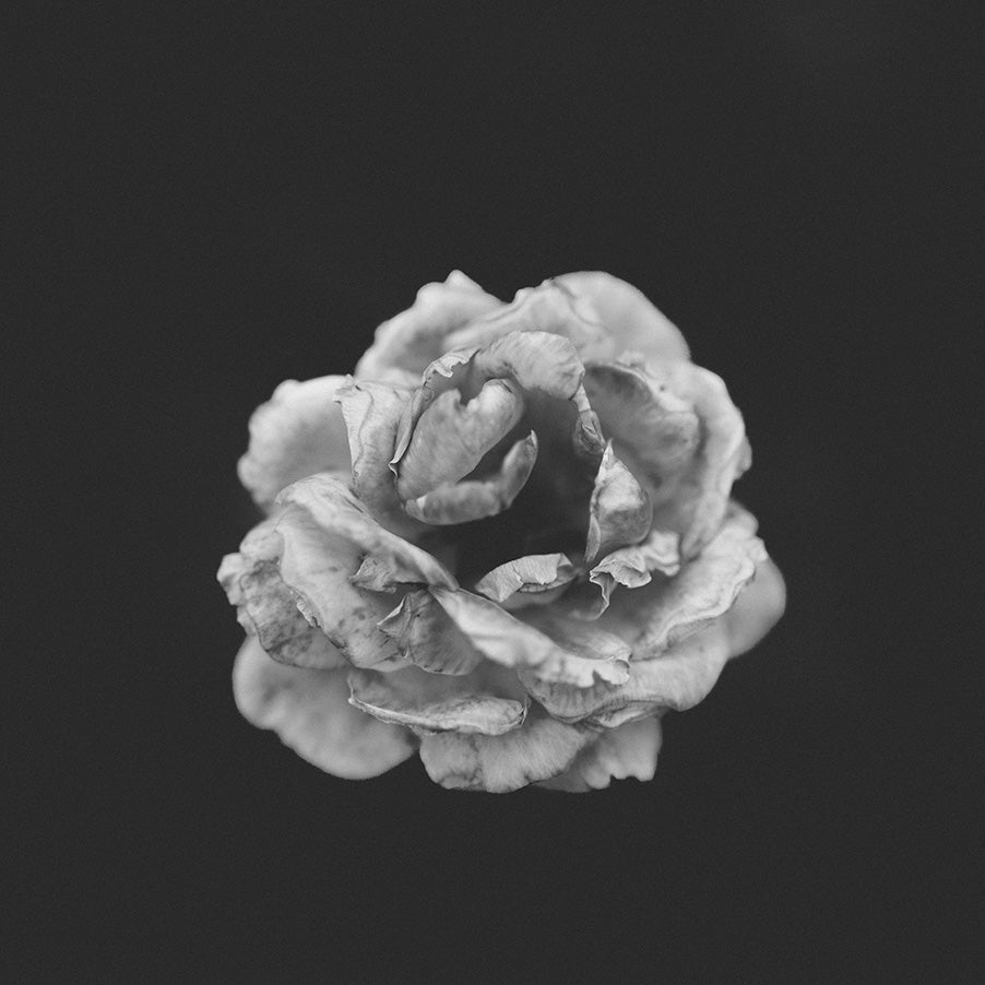 Rosa Noir