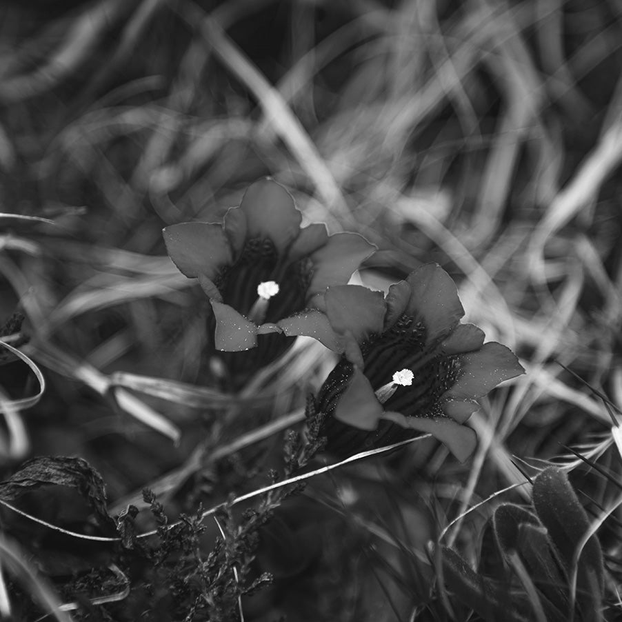Fiori nel Silenzio