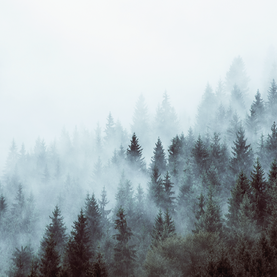 Foresta di Pini nella Nebbia