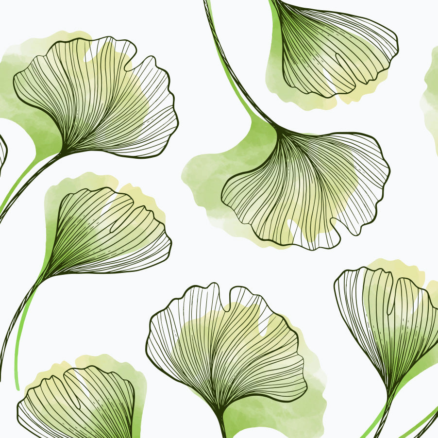 Ginkgo - Disegno