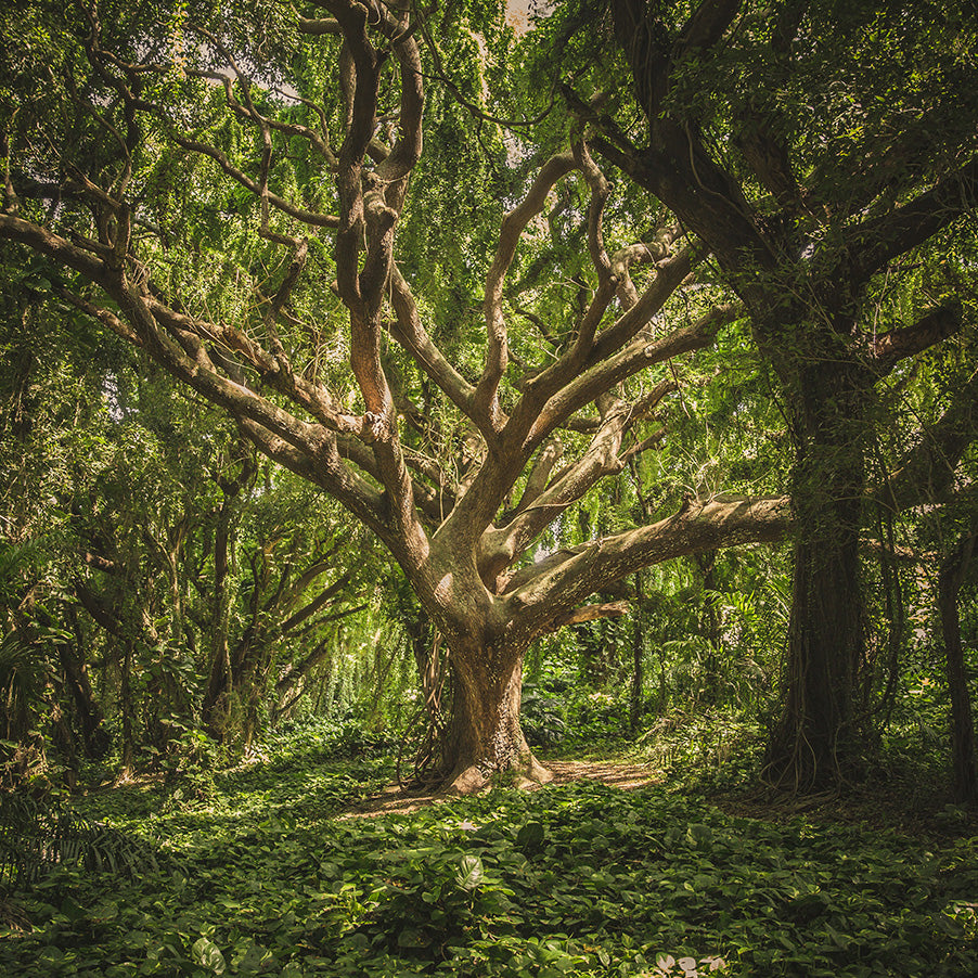 Albero della Vita
