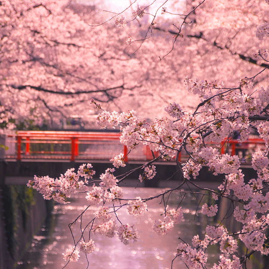 Tokyo - Fiori di Ciliegio