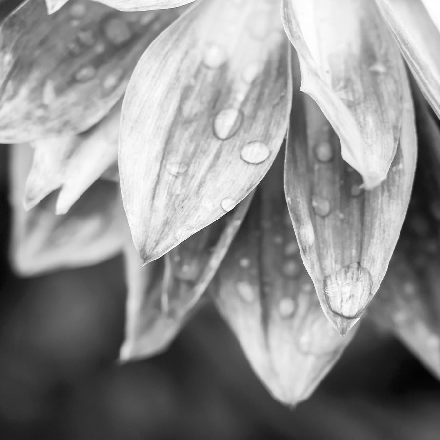 Dalia Noir
