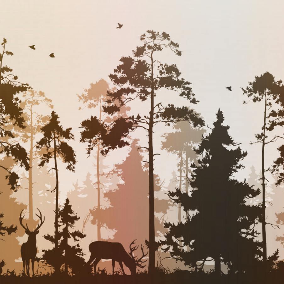 Foresta Autunnale - Disegno