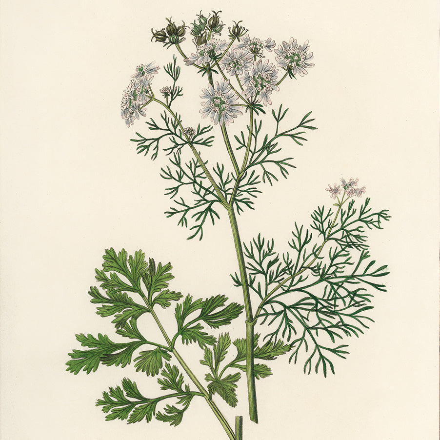 Erba Aromatica - Coriandolo