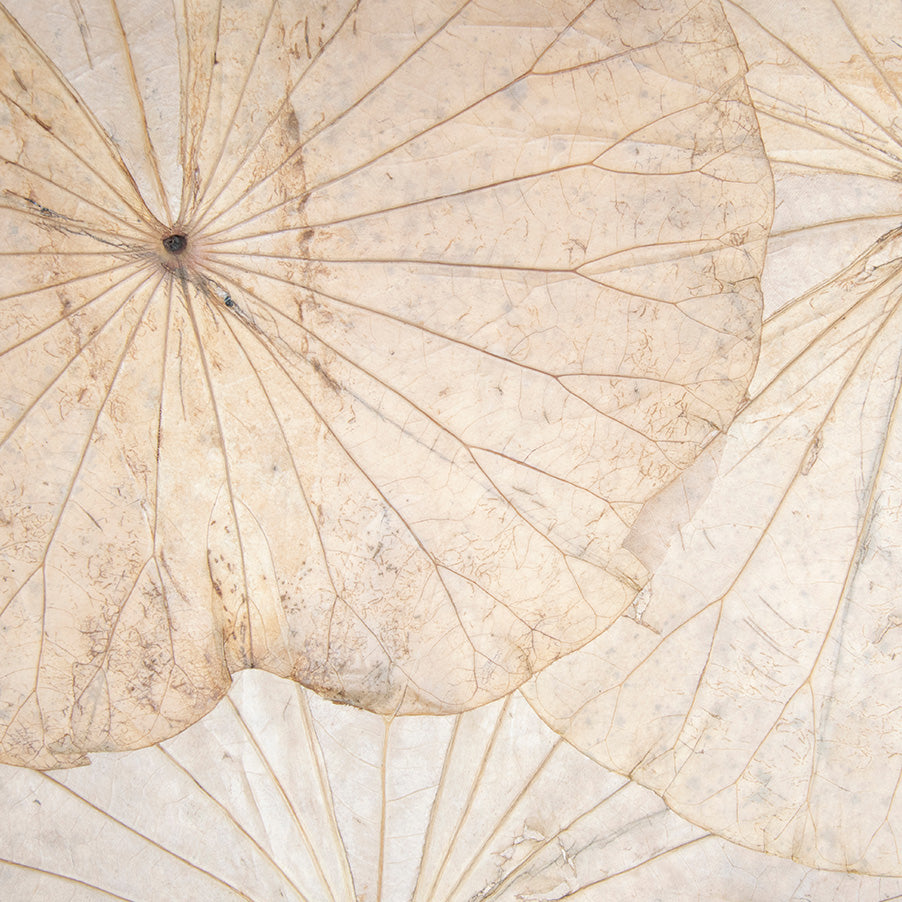 Foglie di Loto