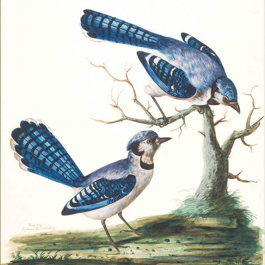Amabili Uccellini