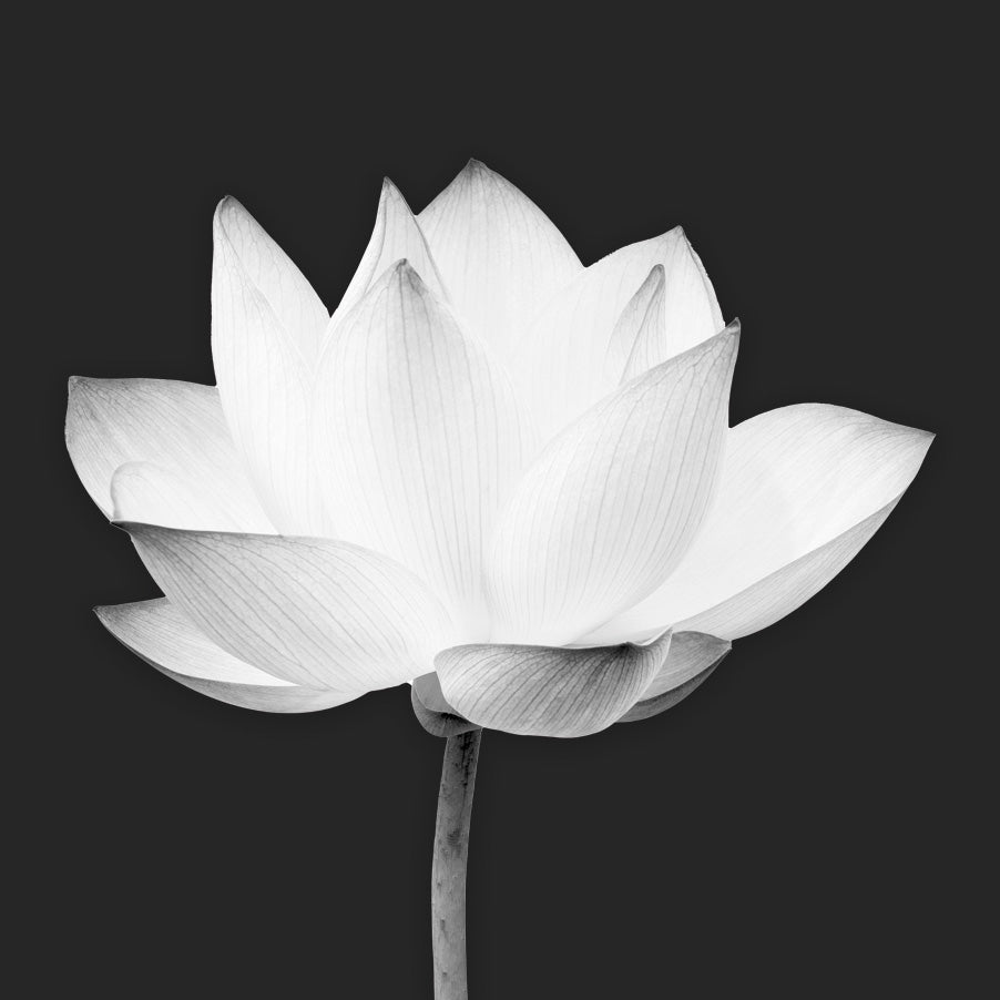 Loto Zen