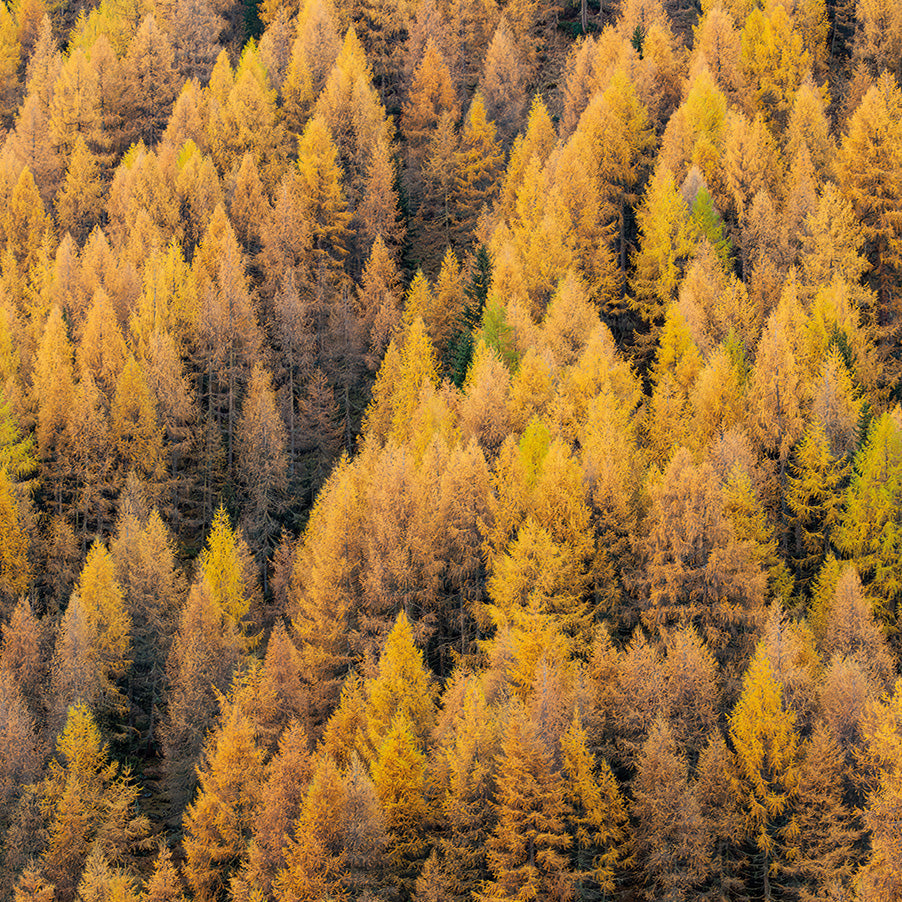 Bosco Autunnale