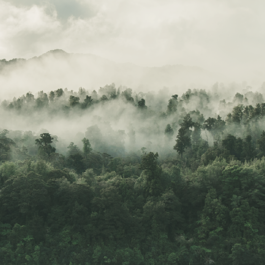 Mist Forest